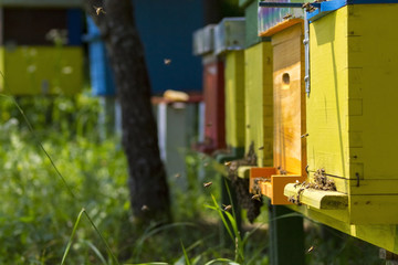 Obraz na płótnie Canvas Bees in beehive