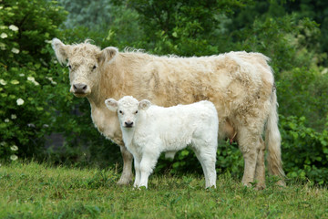 Cow with calf © Mariska