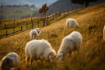 Fototapeta premium Sheep looking at the camera. Flock of sheep at sunset. Sheeps in a meadow in the mountains. Beautiful natural landscape