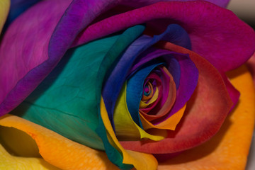 Fototapeta na wymiar Multicolor rose