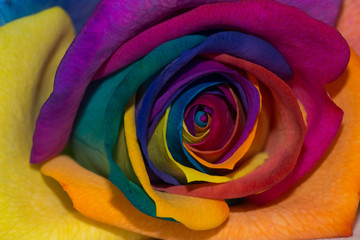 Fototapeta na wymiar Multicolou rose