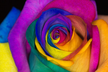 Fototapeta na wymiar Multicolor Rose