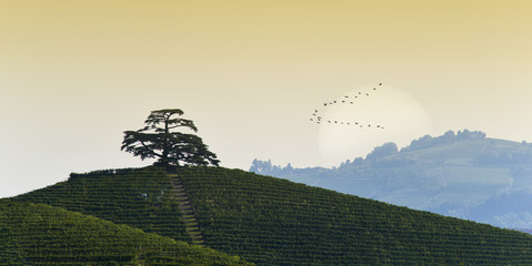 View at dawn on Cedar of Lebanon, conifer evergreen that stands majestic on the hill full of vineyards in Monfalletto in the hamlet of Annunziata of La Morra, on the bottom the sun and migrating birds - obrazy, fototapety, plakaty