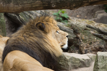 Obraz premium Lion