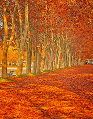 Fototapeta na wymiar Nice trees in autumn in the city