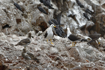 Gaviota peruana (Larus belcheri)