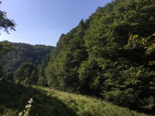 Lichtung im Tal der kleinen Felsalbe bei Pirmasens