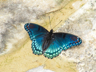 Plakat Closeup of white admiral or red-spotted purple blue butterfly, or limenitis arthemis