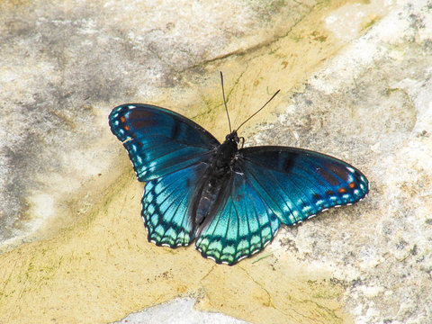 Closeup of white admiral or red-spotted purple blue butterfly, or limenitis arthemis
