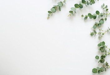 frame made of eucalyptus branches on white background. Flat lay, top view. copy space