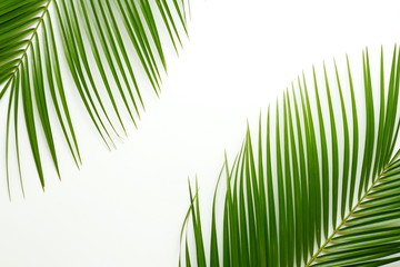 palm branches on white background. Flat lay, top view. cope space