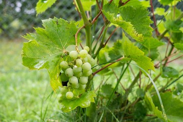 Green grape fruit on the tree. Slovakia