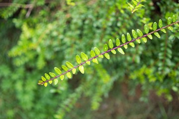 Rain droplets on leaves and flower. Slovakia
