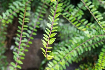Rain droplets on leaves and flower. Slovakia