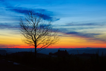 Sunset under the tree.