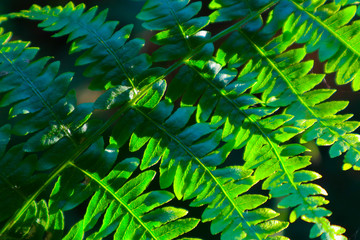Beautiful colorful bright green fern leaves background. Exotic fern frond leaf texture in the forest close up, macro view.