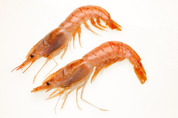 two shrimp