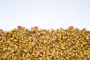 Textura de malte de cevada para fundos 