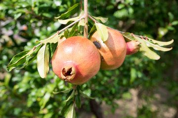 Pomegranate attacked the plant