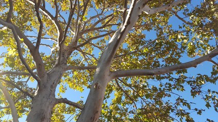 Looking upward through branches and leaves of a tree.