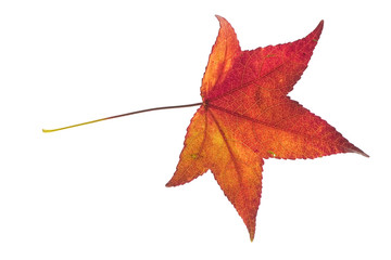 decay of a leaf of liquidambar