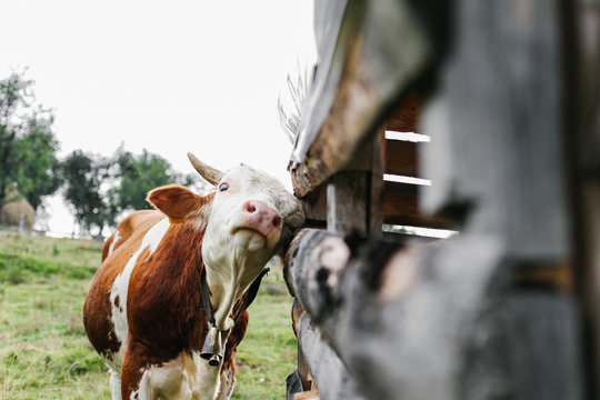 Bull scratching his head