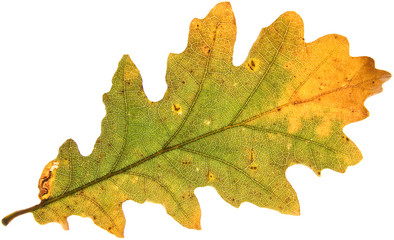 Naklejka na ściany i meble decay of a oak leaf