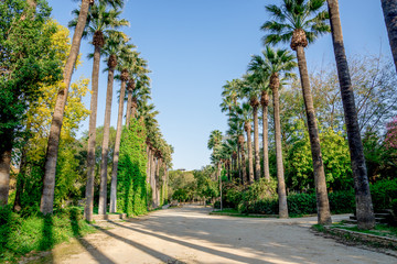 Obraz premium A walking path surrounded by tall palm trees in a small public park in Nicosia city