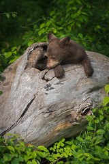 Black Bear Cub (Ursus americanus) Rests In Log