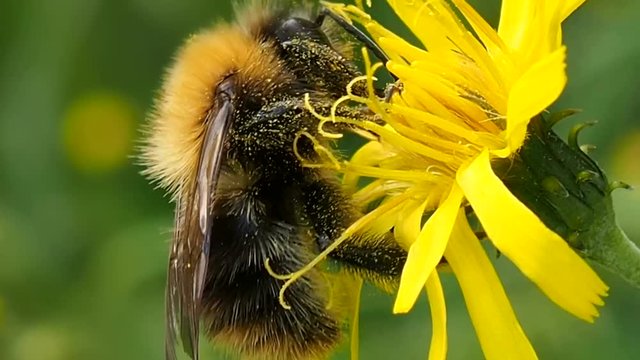 Bumblebee very tasty eats pollen of flower. Bumblebee digs proboscis into nectar - macro. Shaggy insect bee preparing for winter. Ecology of nature close.