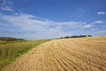 Fototapeta premium hillside harvest and wildflowers