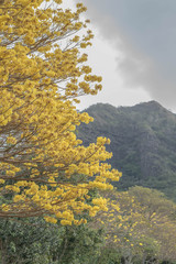 Partial view of a golden Tabebuia Tree, with cloudy sky and mountain