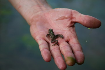 bébé grenouille dans une main