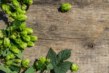 Hop cones on rustic wooden background. Ingredient for beer production