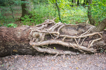 verwuzelter umgestürzter Baumstamm an einem Wanderweg