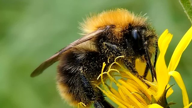 Fat Bumblebee eats the pollen of a flower.  Bee digs proboscis into nectar - macro. Shaggy insect Bombus preparing for winter. Ecology of nature close.
