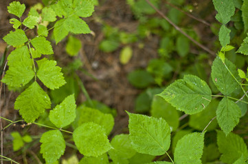 Texture of green plants, green leaves, banner for the site, concept of ecology