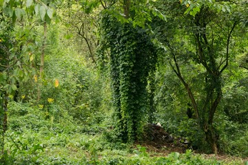 Tree covered by ivy. Slovakia