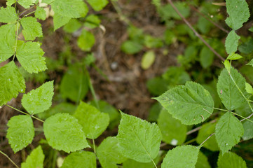 Texture of green plants, green leaves, banner for the site, concept of ecology