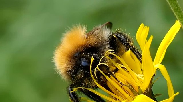 Glutton Bumblebee eats the pollen of a flower.  Bee digs proboscis into nectar - macro. Shaggy insect Bombus preparing for winter. Ecology of nature close.