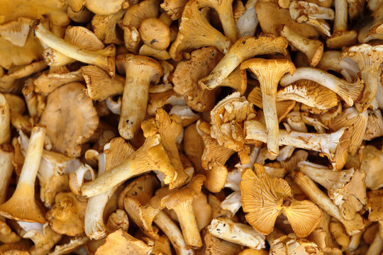 mushrooms cantharellus cibarius or finferli