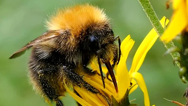 Bumblebee eats the pollen of a flower.  Bee digs proboscis into nectar - macro. Shaggy insect Bombus preparing for winter. Ecology of nature close.