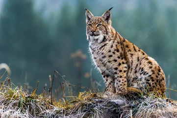 Fotobehang Lynx Euraziatische lynx, winter, sneeuw