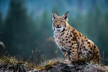 Fotobehang Lynx Euraziatische lynx, sneeuw, winter