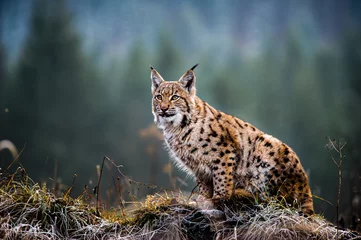 Crédence de cuisine en verre imprimé Lynx Lynx eurasien, hiver
