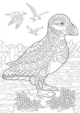 Coloring page of puffin, a hole-nesting auk (seabird) of northern and Arctic waters. Freehand sketch drawing for adult antistress coloring book in zentangle style.