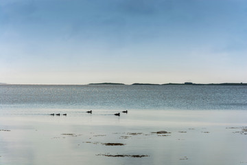 Floating ducks along the shore of the White sea.