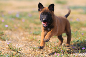 belgian shepherd puppy