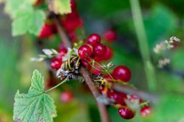 Ripe redcurrants growing on redcurrant bush 