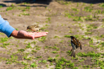 Feeding sparrows from hand.